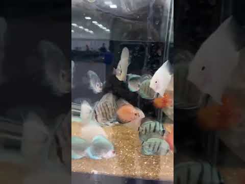 Piscicultura Bianco, Paicandu PR