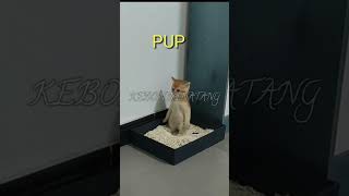Download lagu PUP nya Berdiri.#anakkucing #kucing #kucinglucu #PUP #anakkucingpup #kitten #cat #lucu #shorts mp3 Download lagu PUP nya Berdiri.#anakkucing #kucing #kucinglucu #PUP #anakkucingpup #kitten #cat #lucu #shorts mp3
