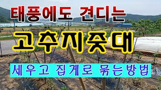 [텃밭농부. 1,054]  태풍을 견디는 고추지줏대 세우고 집게로 결속하는 방법 #고추재배