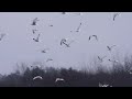 Ring Billed Gull Rainy Day Feeding Frenzy