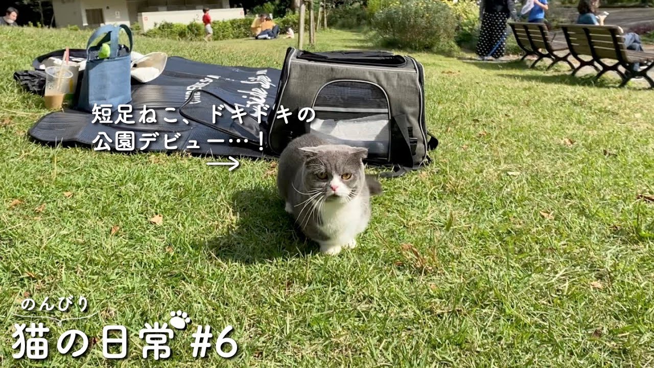 【今週のおまけ】のんびり短足猫の日常をただながめる動画 #6