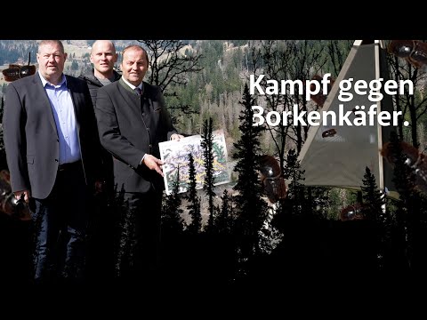 Borkenkäfer in Osttirol