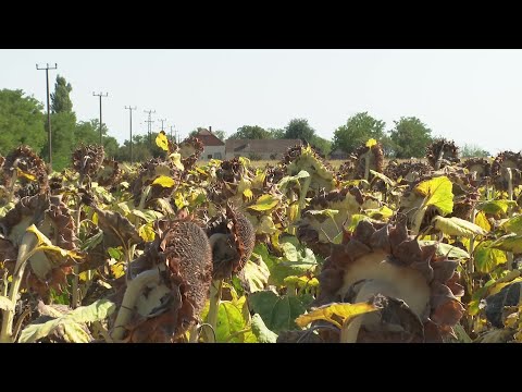 Pannon Gazda – 2025.08.22.