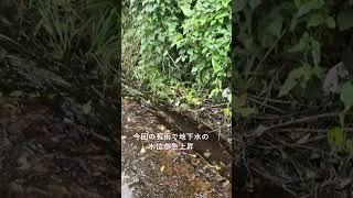 【異変？】井の頭公園が湧水で水浸しに　都内各地で広がる長雨の影響 #井の頭公園 #三鷹市 #武蔵野市 #東京 #湧水 #雨