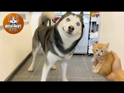 Hilarious Cats & Dogs 2026 😂 #1 | Funny Animal Videos