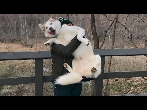 Le Husky se comporte comme une reine du drame | animaux drôles 2023