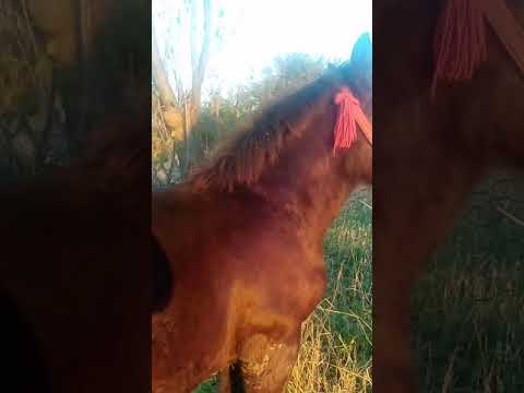 Mânji ( armăsar și mânza) rasa semigreu romanesc vârsta 6 luni