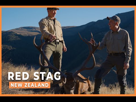 The King of Hawea | Full Red Stag Hunt in New Zealand