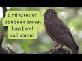 5 Minutes Of Brown Hawk Owl Boobook Call