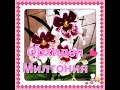 Орхидея МИЛЬТОНИЯ / Miltonia 