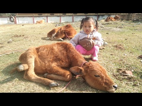 Dt.28 Dec 2022 awllen guolnop nia fefel donbosco a akichep na video ahie😇