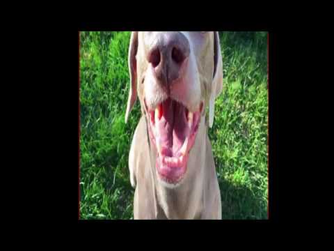 Der Hund verliert besten Freund, doch dann passiert das Unfassbare!