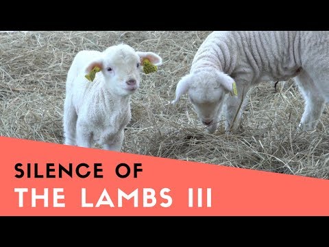 VI HÄLSAR PÅ NYFÖDDA LAMM