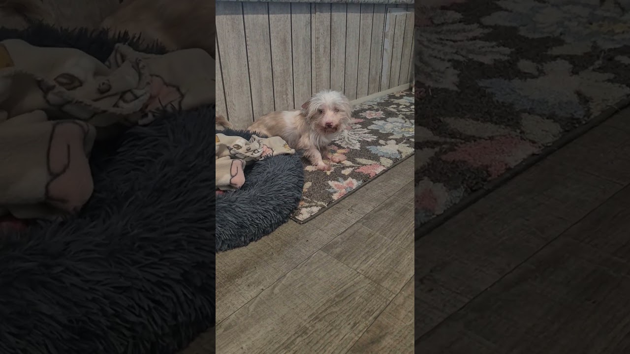 Enlarge Toby, a Adoptable mixed breed in Buffalo, NY video 2/5