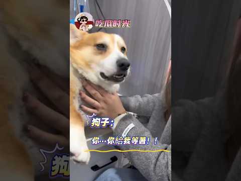 狗子：你竟然敢欺負她，給…給我…等著~#狗狗 #可愛 #萬萬沒想到 #狗狗的心思都寫在臉上了 #萌寵