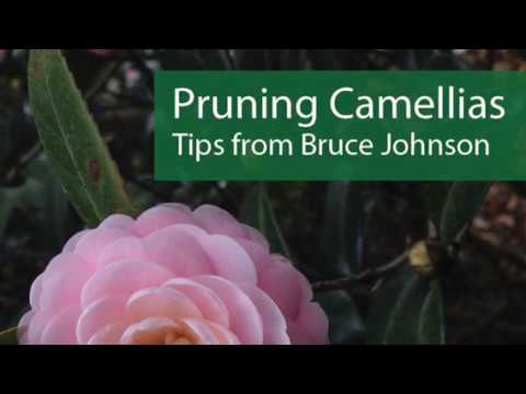Camellia Pruning