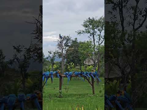 Muitas Araras Canindé em Goiás na Chapada dos Veadeiros em Alto Paraíso de Goiás