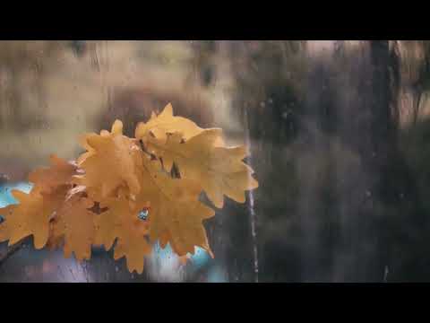 Greatest Tranquil Ambient Music 2024 🌩 Dripping Raindrops ✨ Ample Ambience