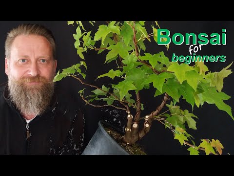 How to style a bonsai: Basic form "multi-trunk"
