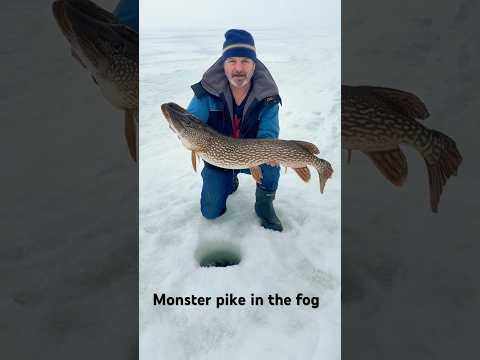 Monster pike in the fog