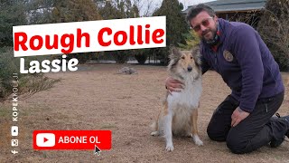 Köpek Irkları - Rough Collie (Lassie)