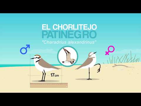 El chorlitejo patinegro