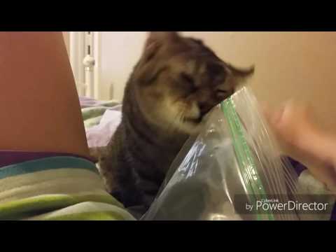 My cat licks a bag for 1 minute