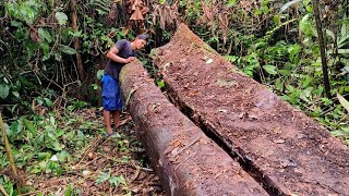 Download lagu Penemuan langka dari keajaiban hutan kalimantan..!! Kayu ulin super di gergaji mesin mp3