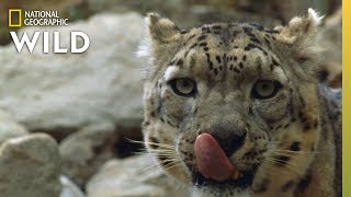 Snow Leopard Hunts in the Himalayas | China's Wild Side