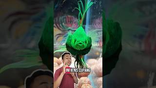 Download lagu Cupang serit glofish, kasihan atau suka? #ikanhias #akuarium #bettafish #ikanunik mp3