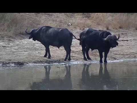 Djuma: Two African Buffalo getting a drink - 09:31 - 06/29/20