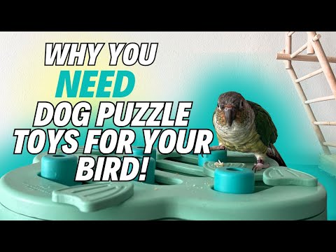 Cheap Puzzle Feeder Toy for Birds 🤩