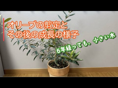 オリーブの木を剪定するときに避けるべき間違いは何ですか?期間は何ですか?またそれは何に依存しますか?  庭園
