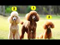 7 TYPES OF POODLES