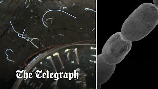 video: Pictured: Giant bacteria so big they can be picked up with tweezers