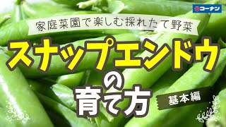 スナップエンドウを育てよう！【秋野菜】