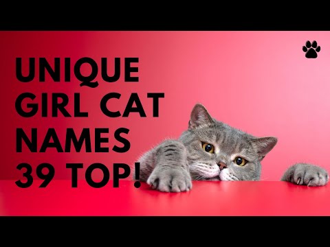 😻 Unique Girl Cat Names 🐾 39 UNCOMMON & CUTE Ideas 🐾 [Female] | Names