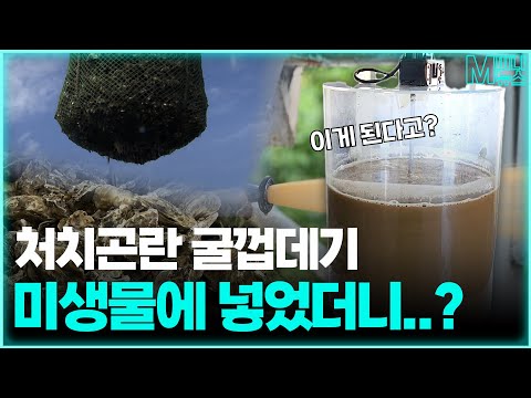 [M Mini News] EP.113: What a transformation! What happens when you add oyster shells to microbes?...