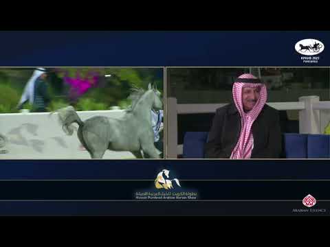 N.260 IBN SHAKAR - KPAHS Purebred Show 2023 - Stallions 4-6 Years Old (Class 9B).mp4