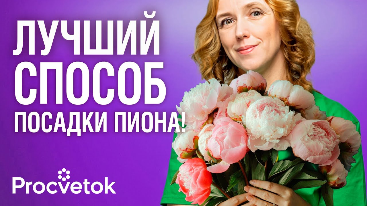 ПИОНЫ БУДУТ ЦВЕСТИ ДЕСЯТИЛЕТИЯМИ, если посадить их так осенью