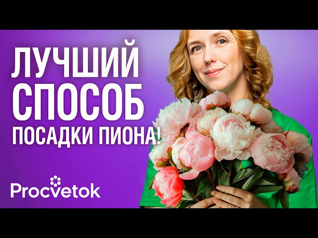 ПИОНЫ БУДУТ ЦВЕСТИ ДЕСЯТИЛЕТИЯМИ, если посадить их так осенью