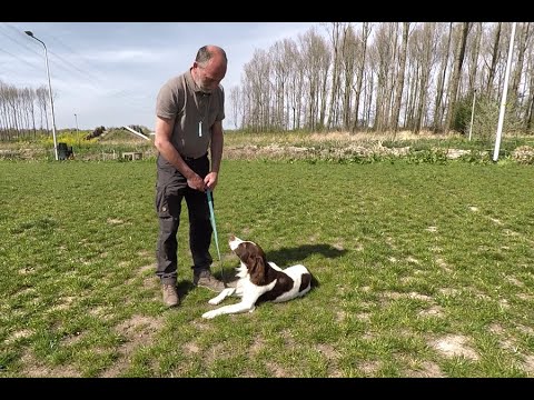 Zelf oefenen: hond leren liggen | Doderer Hondenschool