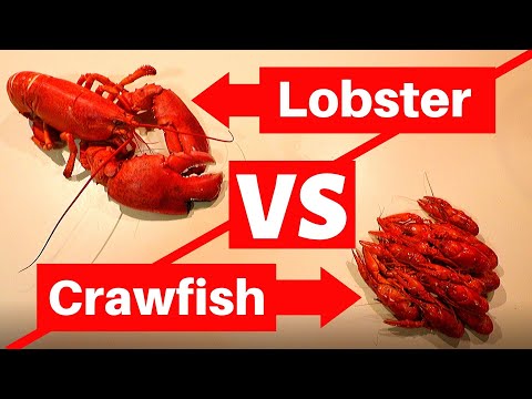 メインロブスター vs.ザリガニの試食！ (どちらが良いですか?)