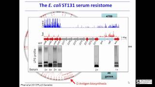Molecular characterisation of a multi-drug resistant globally disseminated E.coli clone