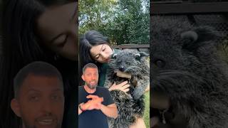 O BINTURONG cheira a PIPOCA