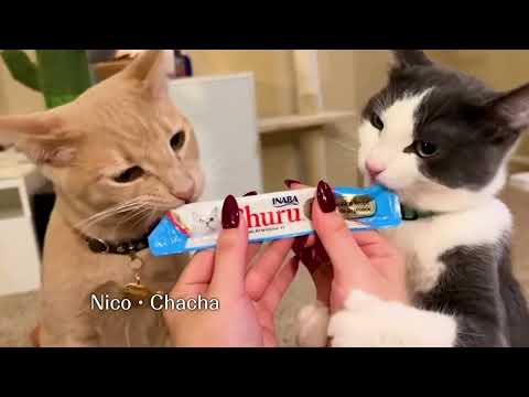 Make Your Cat a Start with Churu