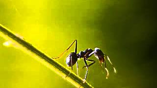 Download lagu Kisah 'nurani' dari saudari Mariani (Gorontalo) mp3