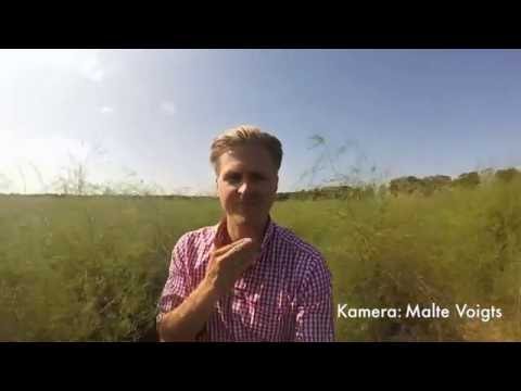So wird unser Spargel angebaut. Spargelanbau in Kremmen