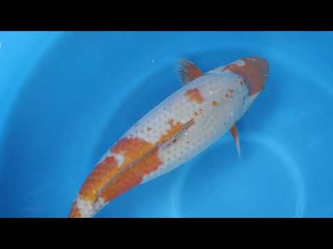 JKS Online Auction: 22nd JKS-AC 22-22 - 3Y Ochiba shigure 63 cm Female