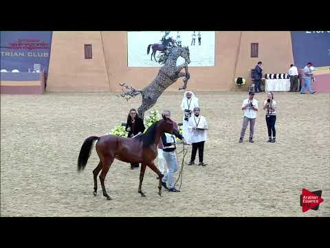 N 76 DOHA AL SRAIYA   21st Qatar National 2018   Yearling Fillies Class 3A